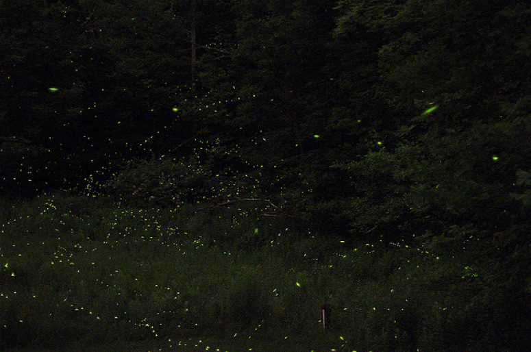 How does nanoscale chemistry make fireflies glow brightly ...