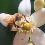 Bee on a flower.