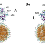 computer illustration of round nanoparticles (below) and proteins (above) in close proximity. The left example has just a couple molecules touching, and the right example has more connection points.