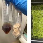 Left: two vials with different colors of liquid. Right: a tank of bright green duckweed