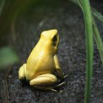 a tiny yellow frog sitting among dirt and leaves