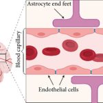 Cartoon diagram of the blood-brain barrier
